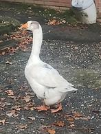 Gans, Dieren en Toebehoren, Pluimvee, Vrouwelijk, Kip