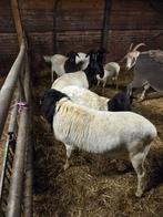 Te somalische vetstaartschapen, Dieren en Toebehoren, Schapen, Geiten en Varkens, Meerdere dieren, Schaap