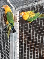 Zonparkieten, Dieren en Toebehoren, Vogels | Parkieten en Papegaaien, Meerdere dieren, Parkiet, Geringd