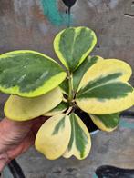 Hoya Kerrii Variegata p12 (6), Ophalen of Verzenden, Halfschaduw, Minder dan 100 cm