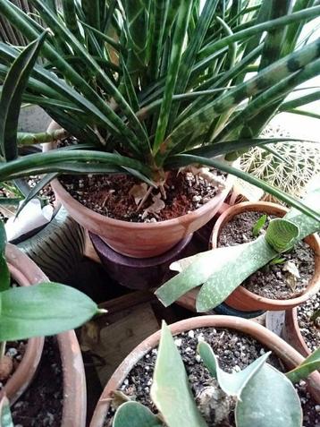 Makkelijke grote kamerplant. Soort Sanseveria in terracotta  beschikbaar voor biedingen
