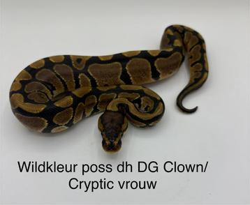 Koningspython Python Regius Wildkleur vrouwtje beschikbaar voor biedingen
