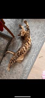 Mooie bengaalse poes te koop met fokrecht en stamboom!, Dieren en Toebehoren, Katten en Kittens | Raskatten | Korthaar, Poes, Met stamboom