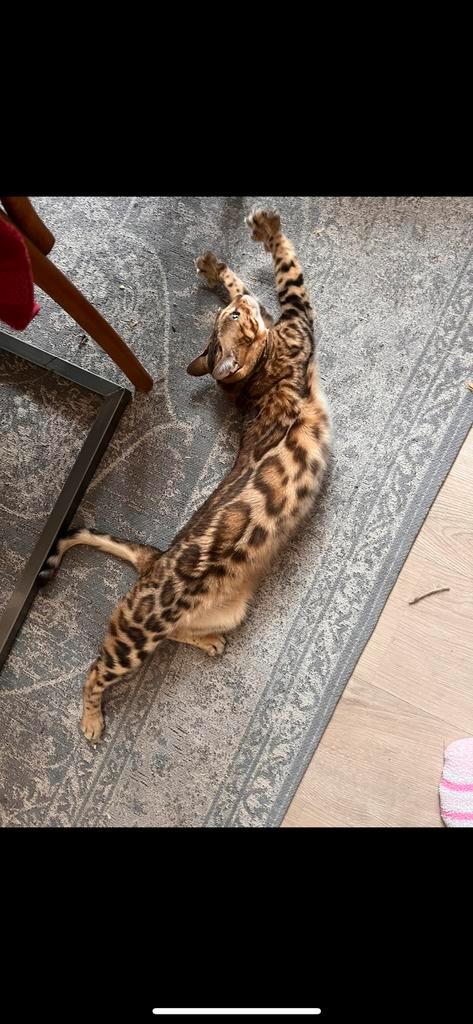 Mooie bengaalse poes te koop met fokrecht en stamboom!, Dieren en Toebehoren, Katten en Kittens | Raskatten | Korthaar, Poes, Met stamboom