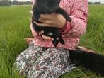Zwarte Boerderij kittens kitten poesjes, Poes, Kortharig, 0 tot 2 jaar