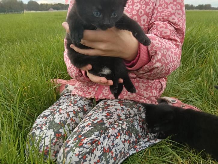 Zwarte Boerderij kittens kitten poesjes, Dieren en Toebehoren, Katten en Kittens | Overige Katten, Kortharig, Poes, 0 tot 2 jaar