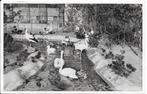Zeist, Zwanen en eenden vijver in Zeister Dierenpark 1941, Ophalen of Verzenden, 1920 tot 1940, Gelopen, Utrecht