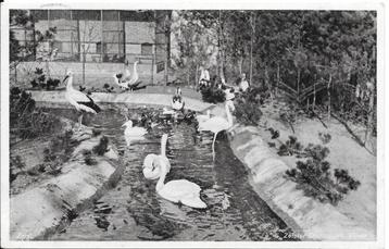Zeist, Zwanen en eenden vijver in Zeister Dierenpark 1941 beschikbaar voor biedingen