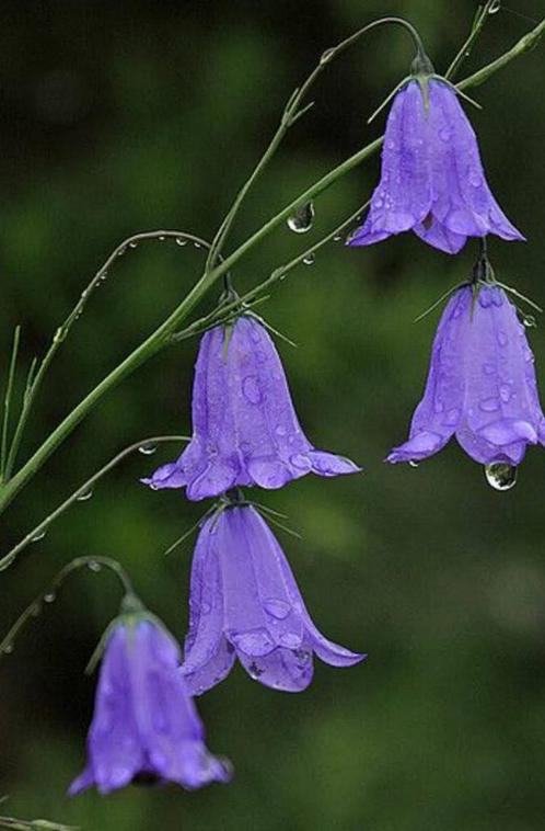 Campanula rotundifolia in potten te koop, Tuin en Terras, Planten | Tuinplanten, Vaste plant, Volle zon, Zomer, Ophalen