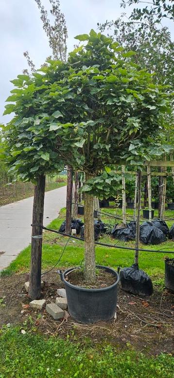 Bolcatalpa met dikke stamomtrek. Stamhoogte 120 cm stam beschikbaar voor biedingen