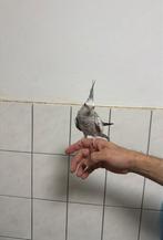 Handtamme valkparkit, Vrouwelijk, Parkiet