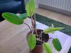 Philodendron Painted Lady, incl. mosstok, Ophalen, Overige soorten, Halfschaduw, Minder dan 100 cm