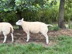Stamboek texelaar dekram, Dieren en Toebehoren, Schapen, Geiten en Varkens, Mannelijk, Schaap