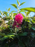 Kleine Vlinderstruik - Buddleja, Ophalen, Vlinderstruik, Minder dan 100 cm