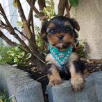 Yorkshire Terrier  Boy mini XXS, Dieren en Toebehoren, Honden | Jack Russells en Terriërs, Yorkshire Terriër, Fokker | Hobbymatig