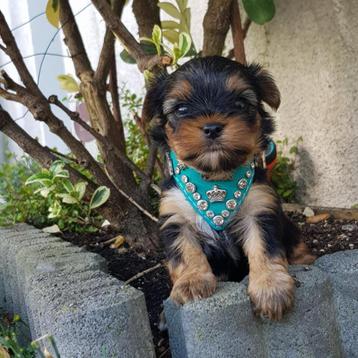  Yorkshire Terrier  Boy mini XXS beschikbaar voor biedingen