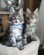 2 Mooie Maine Coon Katertjes, Dieren en Toebehoren, Katten en Kittens | Raskatten | Langhaar, Meerdere dieren, Gechipt, 0 tot 2 jaar
