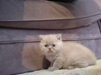 Britse korthaar kittens, Dieren en Toebehoren, Katten en Kittens | Raskatten | Korthaar