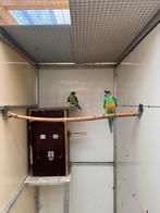 Bernard parkiet en pennant rosellas, Meerdere dieren, Parkiet