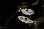 Dwerg Piranhas, Dieren en Toebehoren, Vis, Zoetwatervis, Schoolvis