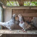 Duiven koppel te koop, Dieren en Toebehoren, Meerdere dieren, Overige soorten