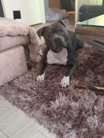 Bluenose pitbull bully word 6 vandaag weg niet gratis, Dieren en Toebehoren, Rabiës (hondsdolheid), Eén hond, 3 tot 5 jaar, Nederland