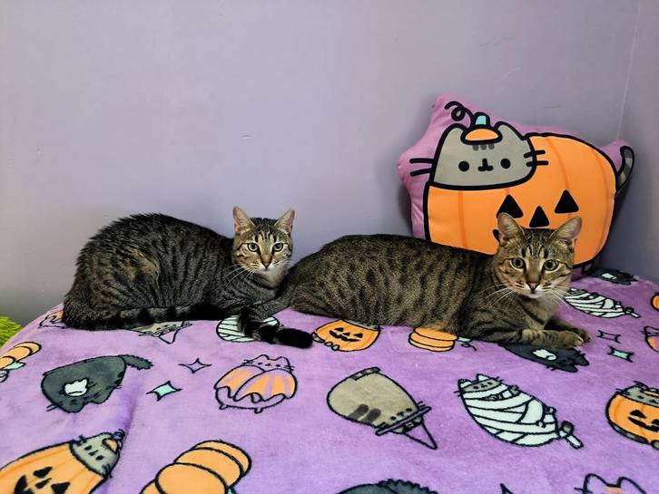 Nala & Simba – The Purrfect Little Ghosts Looking for a Home, Dieren en Toebehoren, Katten en Kittens | Overige Katten, Kortharig