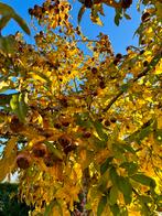 Mispels, Volle zon, Lente, 100 tot 250 cm, Overige soorten