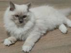 Prachtige lieve rustige Ragdoll kitten van 14 weken., Dieren en Toebehoren, Kater, Ontwormd