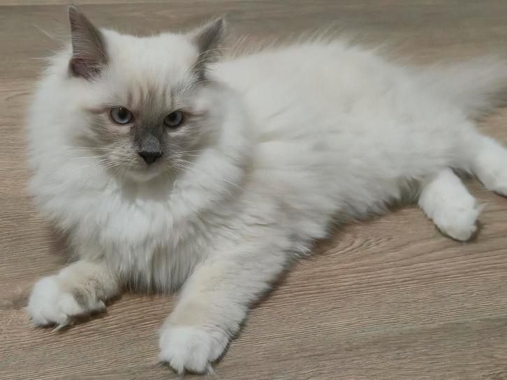 Prachtige lieve rustige Ragdoll kitten van 14 weken., Dieren en Toebehoren, Katten en Kittens | Raskatten | Langhaar, Kater, Ontwormd