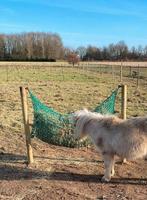 Plekje vrij voor shetlander(s) in Beers, Dieren en Toebehoren, Stalling en Weidegang