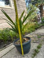 Chinese waaierpalm, Tuin en Terras, Planten | Tuinplanten, Ophalen, Zomer, Overige soorten, Volle zon