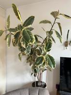 Plant te koop ficus, Huis en Inrichting, Ficus, Halfschaduw, Ophalen