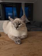 Ragdoll Kater, Dieren en Toebehoren, Katten en Kittens | Raskatten | Langhaar, Kater, Ontwormd, 0 tot 2 jaar
