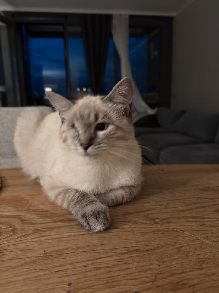 Ragdoll Kater, Dieren en Toebehoren, Katten en Kittens | Raskatten | Langhaar, Kater, 0 tot 2 jaar, Ontwormd