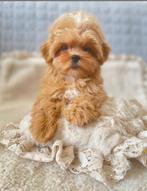 Exclusive Maltipoo F1 Babyface pup (Maltezer/Toy Poedel), Rabiës (hondsdolheid), Meerdere, 8 tot 15 weken, Meerdere dieren