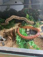 Korenslang met terarium 115x50x60, Dieren en Toebehoren, Slang, Met terrarium, 7 tot 10 jaar