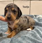 Prachtig nestje teckel Pups in Huis opgegroeid, België, Standaard, Particulier, Rabiës (hondsdolheid)