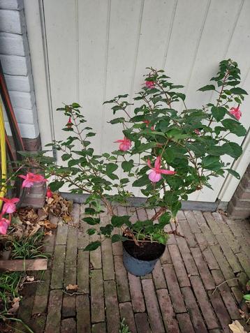 Fuchsia  roze plant beschikbaar voor biedingen