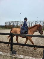 Verzorgpony gezocht, Dieren en Toebehoren, Paarden en Pony's | Verzorgingsproducten, Ophalen of Verzenden