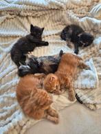Prachtige Maine Coon kittens, Meerdere dieren, Gechipt, 0 tot 2 jaar