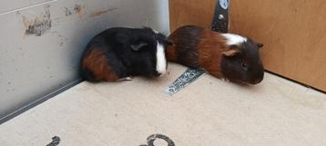 Cavia's beschikbaar voor biedingen