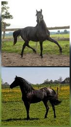 2,5 jr luxe merrie, Dieren en Toebehoren, Paarden, Merrie, Dressuurpaard, Ontwormd, 3 tot 6 jaar