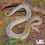 GEZOCHT: Antaresi Childreni, Dieren en Toebehoren, Reptielen en Amfibieën, Slang