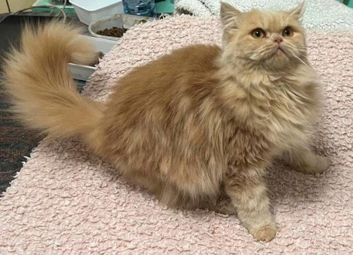 Kruising ragdoll kater, Dieren en Toebehoren, Katten en Kittens | Raskatten | Langhaar, Kater