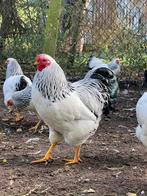 Te koop broedeieren Wyandotte’s Columbia, Dieren en Toebehoren, Pluimvee, Geslacht onbekend, Kip