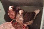 Een kopeltje Kapucijner duiven te koop!, Dieren en Toebehoren, Vogels | Duiven, Meerdere dieren, Overige soorten