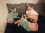 Lieve Sphynx katten – sociaal, gezond en speels – te koop, Meerdere dieren, Gechipt, 0 tot 2 jaar