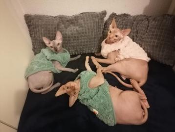 Lieve Sphynx katten – sociaal, gezond en speels – te koop beschikbaar voor biedingen