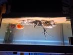 100cm Aquarium + vissen, Ophalen, Zo goed als nieuw